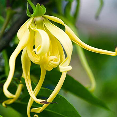 Cananga Odorata Flower Extract