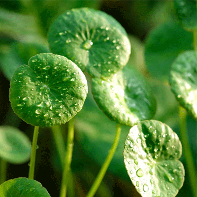 Centella Asiatica Extract