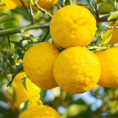 Citrus Junos Fruit Extract